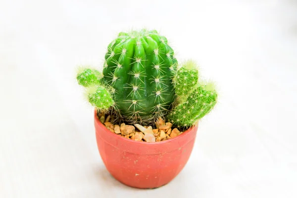 Cactus — Foto de Stock