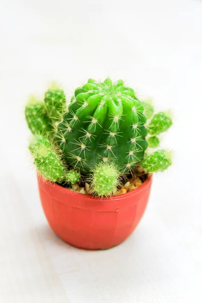 Cactus —  Fotos de Stock