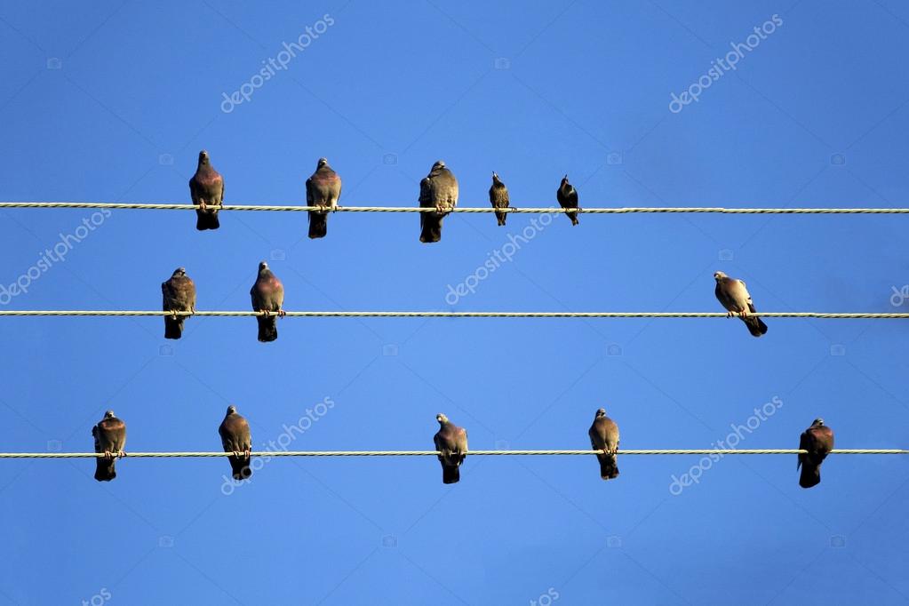 Lots of Birds on Telephone Lines — Stock Photo © ztudiototo #49984833