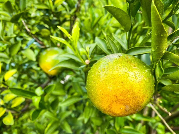 Laranjas Maduras Frescas Penduradas Ramo — Fotografia de Stock