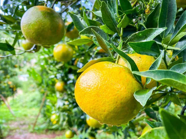 Naranjas Maduras Frescas Colgando Rama —  Fotos de Stock