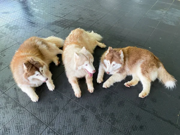 Siberische Husky Hond Boerderij — Stockfoto