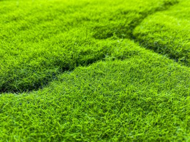 Yeşil çim arka plan doku olarak