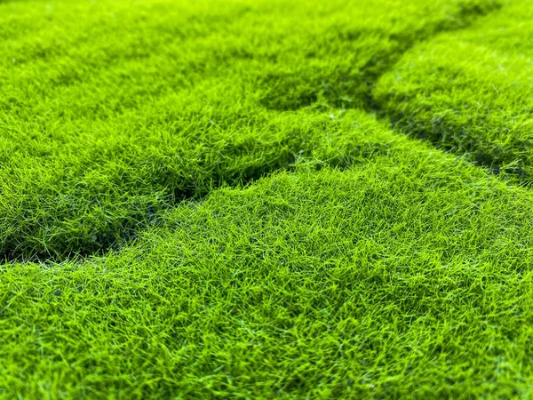 緑の背景のテクスチャのような草 — ストック写真