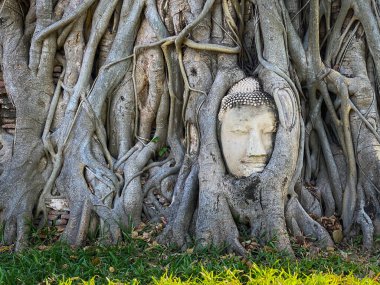 Antik Buda başı Mahathat tapınağındaki kök ağacında, Ayutthaya, Tayland.