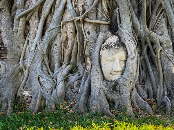 Cabeça Buda Antiga Árvore Raízes Templo Mahathat Ayutthaya Tailândia — Fotografia de Stock