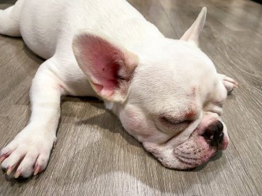 Fransız bulldog tahta zeminde yatıyor.