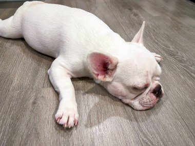 Fransız bulldog tahta zeminde yatıyor.