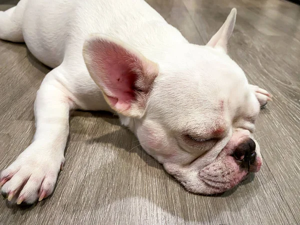 Fransız bulldog tahta zeminde yatıyor.