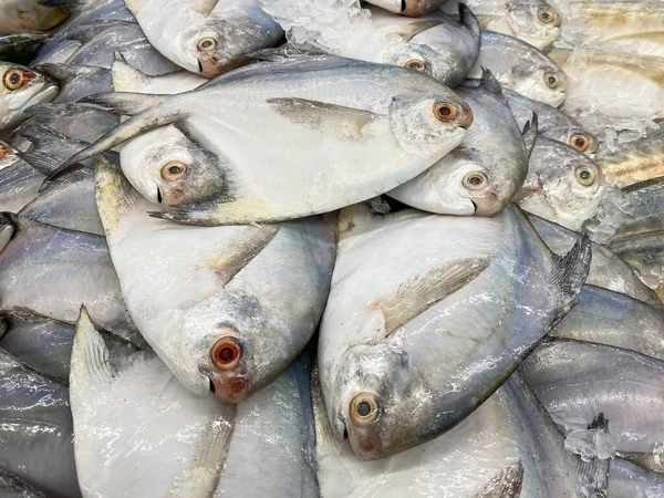 Peixe Pomfret Fresco Mercado Para Venda — Fotografia de Stock