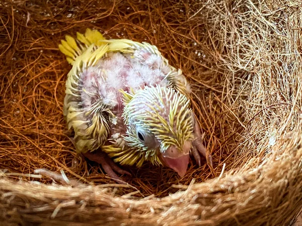New born Forpus parrot in the bird nest