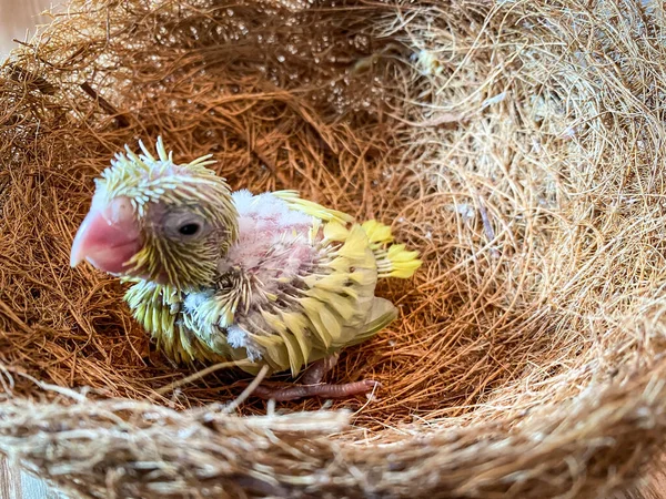 New born Forpus parrot in the bird nest