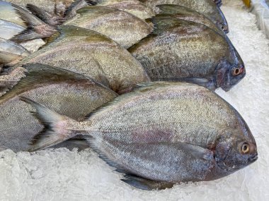 Pazarda taze Pomfret balığı satılıyor.