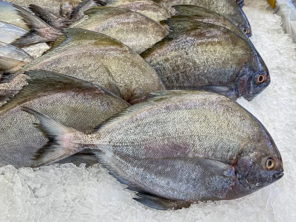 Νωπά Ψάρια Pomfret Στην Αγορά Προς Πώληση — Φωτογραφία Αρχείου