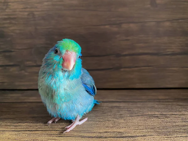 Forpus Blå Färg Papegoja Fågel Bordet — Stockfoto