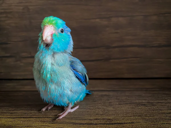 Forpus Blaue Farbe Papageienvogel Auf Dem Tisch — Stockfoto