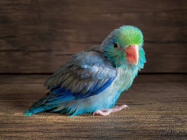 Forpus Niebieski Kolor Papuga Ptak Stole — Zdjęcie stockowe