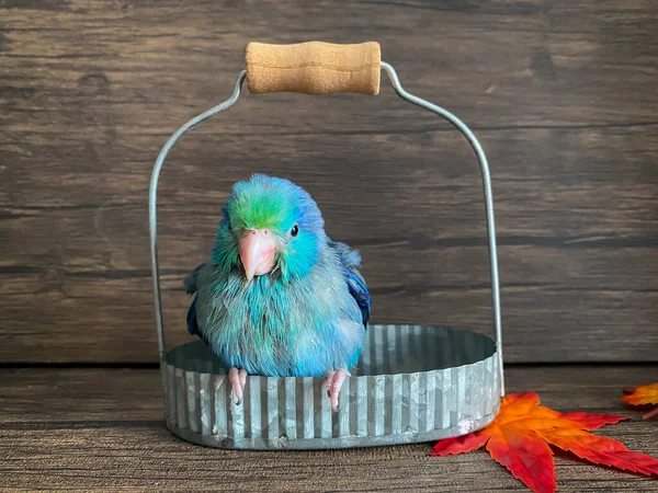 Forpus Blaue Farbe Papageienvogel Auf Dem Tisch — Stockfoto