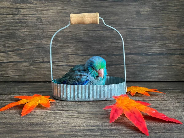Forpus Niebieski Kolor Papuga Ptak Stole — Zdjęcie stockowe