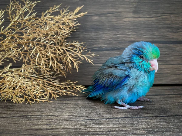 Forpus Blå Färg Papegoja Fågel Bordet — Stockfoto