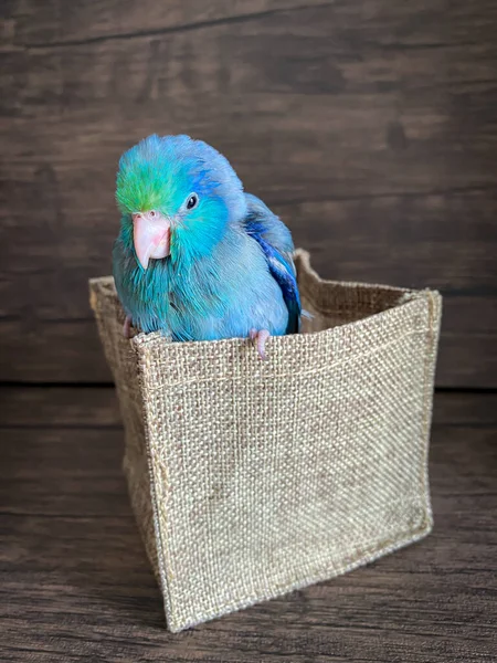Forpus Blaue Farbe Papageienvogel Auf Dem Tisch — Stockfoto