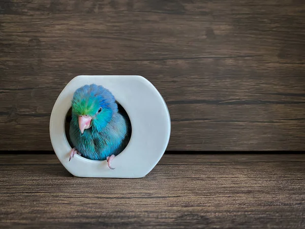 Forpus Μπλε Χρώμα Παπαγάλος Πουλί Στο Τραπέζι — Φωτογραφία Αρχείου