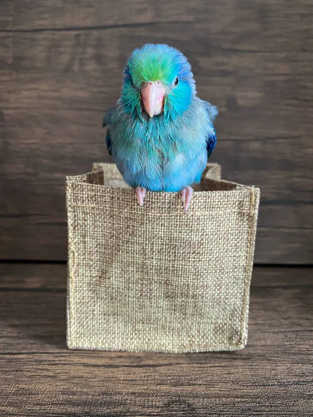 Forpus Blaue Farbe Papageienvogel Auf Dem Tisch — Stockfoto