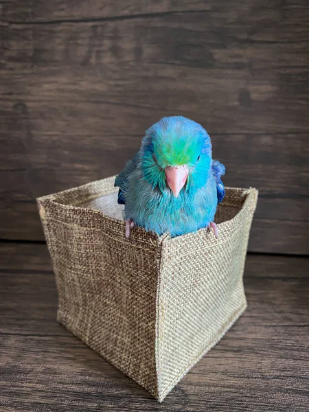 Forpus Pássaro Papagaio Cor Azul Mesa — Fotografia de Stock