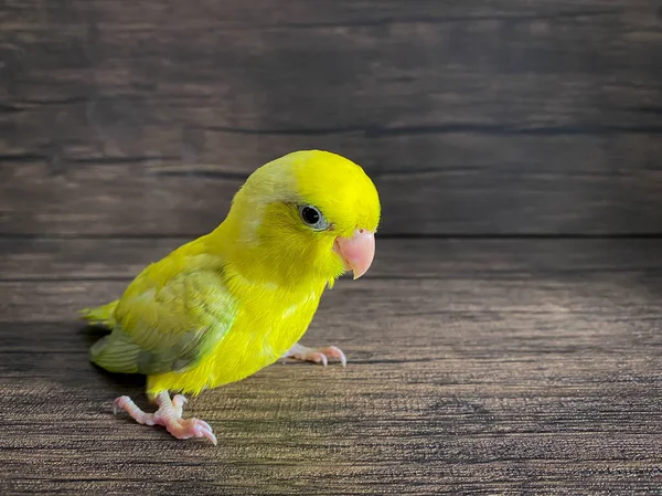 Forpus Żółty Kolor Papuga Ptak Stole — Zdjęcie stockowe