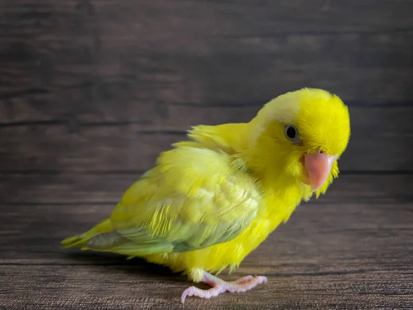 桌上放着金黄色的鹦鹉鸟 — 图库照片