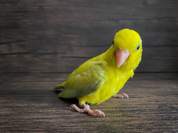 Forpus Gelbe Farbe Papageienvogel Auf Dem Tisch — Stockfoto