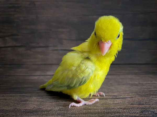 Forpus Žlutá Barva Papouška Pták Stole — Stock fotografie