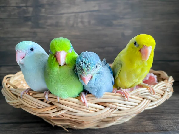 Four Forpus different color parrot bird