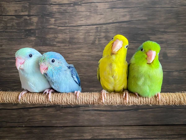 Four Forpus Different Color Parrot Bird — Stockfoto