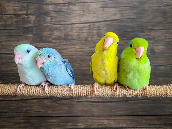 Quatro Forpus Pássaro Papagaio Cor Diferente — Fotografia de Stock