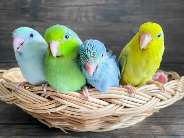 Vier Forpus Unterschiedlicher Farbe Papageienvogel — Stockfoto