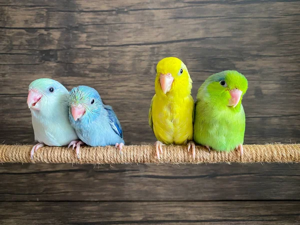 Four Forpus Different Color Parrot Bird — Stock fotografie