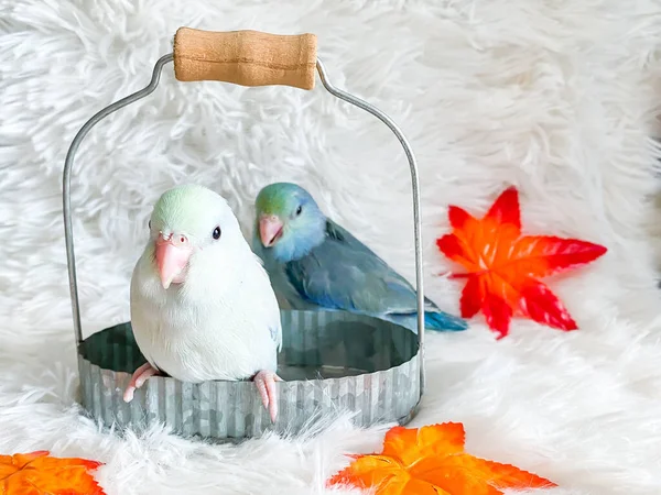 Forpus blue and white color parrot bird in the basket