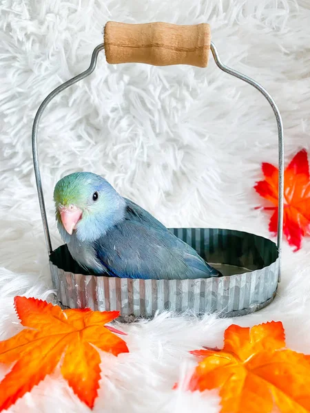 Forpus Blue White Color Parrot Bird Basket — Fotografia de Stock