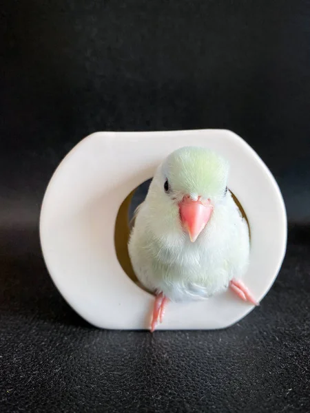Forpus Biały Kolor Papuga Ptak Stole — Zdjęcie stockowe