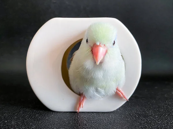 Forpus White Color Parrot Bird Table — Φωτογραφία Αρχείου