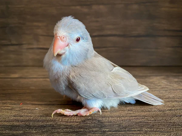 Forpus Blue Color Parrot Bird Table — Stock Photo, Image