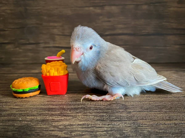 Forpus Blauwe Kleur Papegaai Vogel Tafel Stockafbeelding