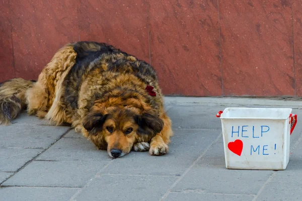 Üzgün Köpek