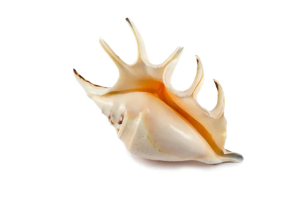 Shell Lambis isolé — Photo