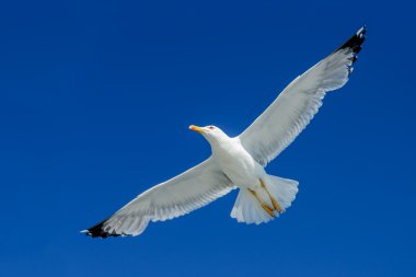 başının üzerinde yükselen martı