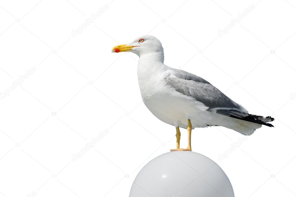 Gray seagull on bal