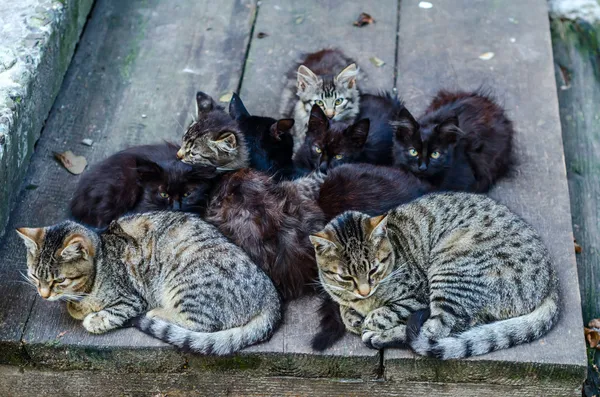 Familie streunender Katzen — Stockfoto
