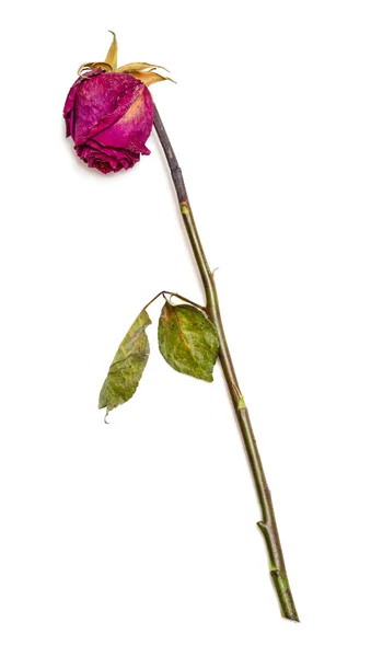 Dried red rose — Stock Photo, Image