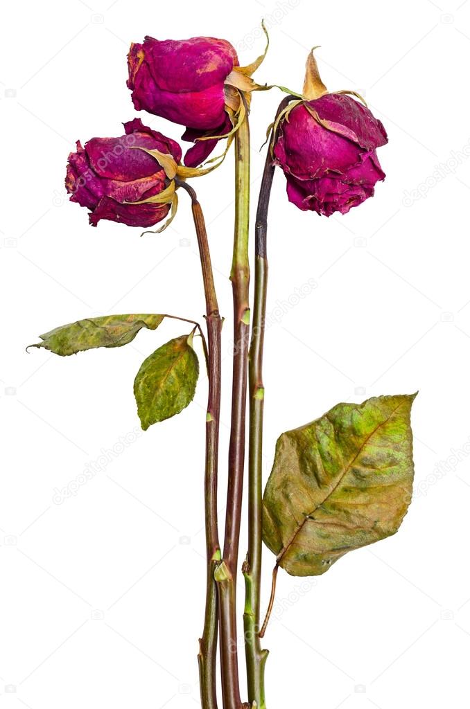 Bouquet of three dried roses